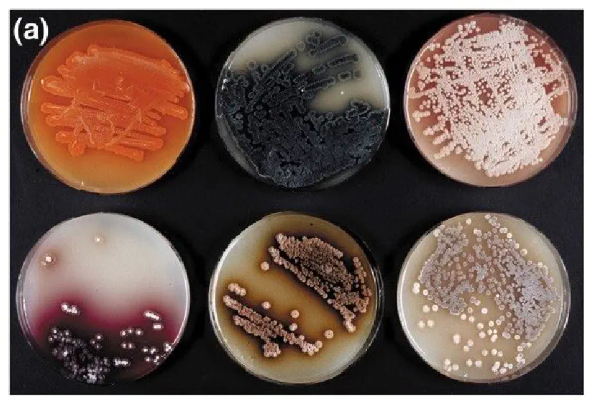 Streptomyces coelicolor