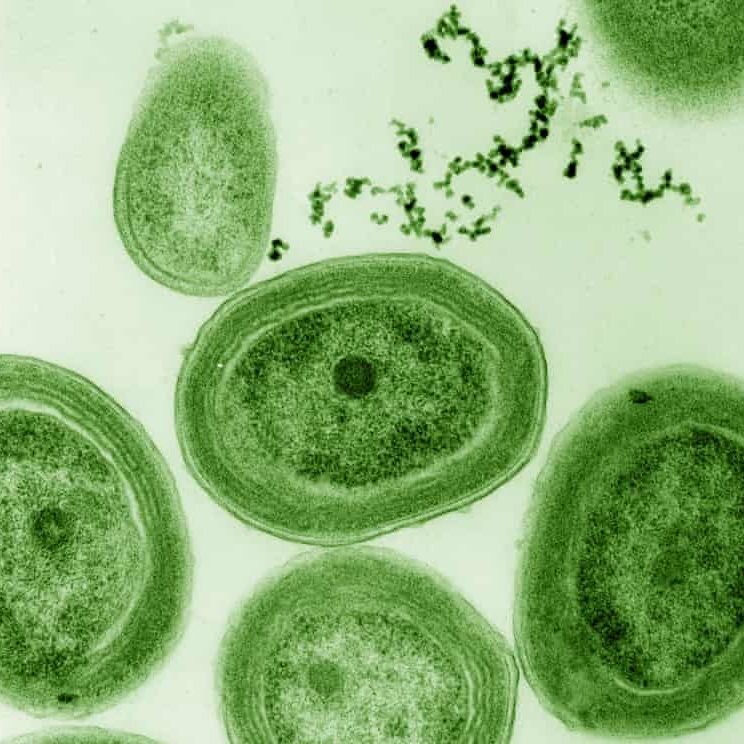 bacteria prochlorococcus